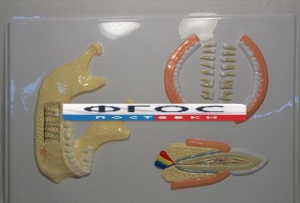 Модель барельефная "Челюсть человека" - fgospostavki.ru - Рязань