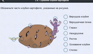 Интерактивные курсы. Биология 6 класс. Расширенный - fgospostavki.ru - Рязань