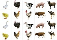 Комплект карточек "Запоминай, играй, считай" - Домашние животные - fgospostavki.ru - Рязань