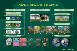 Электрифицированный стенд "Уровни организации жизни" - fgospostavki.ru - Рязань