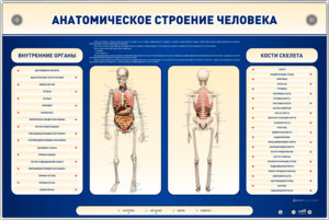 Электрифицированный стенд-тренажер c макетом скелета "Анатомическое строение человека" - fgospostavki.ru - Рязань