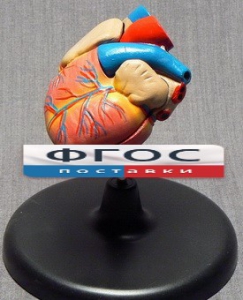 Модель "Сердце" (лабораторная) - fgospostavki.ru - Рязань