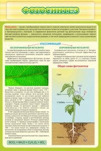 Стенд "Фотосинтез" - fgospostavki.ru - Рязань