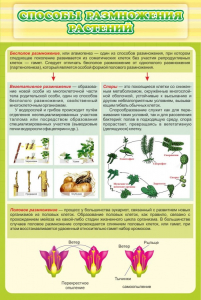 Стенд "Способы размножения растений" - fgospostavki.ru - Рязань