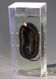 Влажный препарат "Уж" - fgospostavki.ru - Рязань