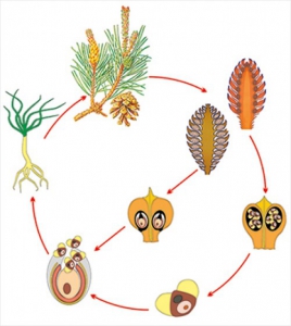 Модель-аппликация Размножение сосны - fgospostavki.ru - Рязань