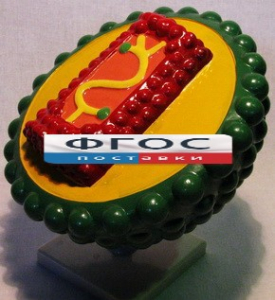 Модель "Вирус СПИДа" - fgospostavki.ru - Рязань