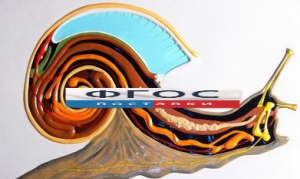 Модель барельефная "Внутреннее строение брюхоногого моллюска" - fgospostavki.ru - Рязань