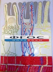 Модель барельефная "Ворсинка кишечная с сосудистым руслом" - fgospostavki.ru - Рязань