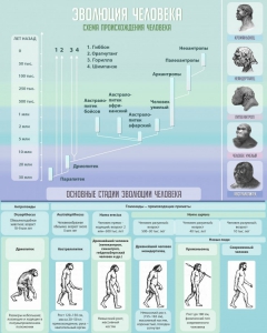 Стенд "Эволюция человека" Вариант 1 - fgospostavki.ru - Рязань