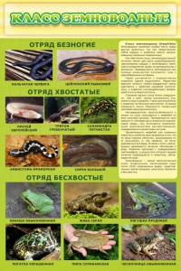 Стенд "Класс земноводные" - fgospostavki.ru - Рязань