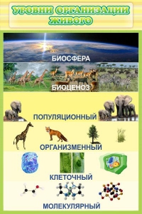 Стенд "Уровни организации живого" - fgospostavki.ru - Рязань