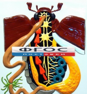 Модель барельефная "Внутреннее строение жука" - fgospostavki.ru - Рязань