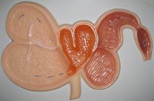 Модель барельефная "Желудок жвачного животного" - fgospostavki.ru - Рязань