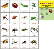 Раздаточные карточки "Насекомые" - fgospostavki.ru - Рязань