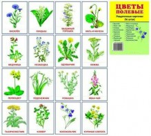 Раздаточные карточки "Цветы полевые" - fgospostavki.ru - Рязань