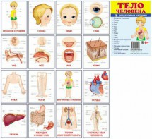 Раздаточные карточки "Тело человека" - fgospostavki.ru - Рязань