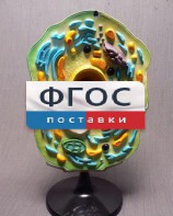 Модель "Клетка растения" - fgospostavki.ru - Рязань