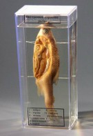 Влажный препарат "Внутреннее строение рыбы" - fgospostavki.ru - Рязань