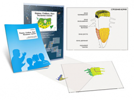 Комплект кодотранспарантов "Корень. Стебель. Лист (Внутреннее строение)" - fgospostavki.ru - Рязань