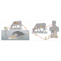 Модель-аппликация Цикл развития бычьего цепня и печеночного сосальщика - fgospostavki.ru - Рязань