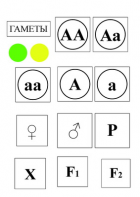 Модель-аппликация Моногибридное скрещивание и  его цитологические основы - fgospostavki.ru - Рязань