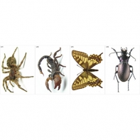 Модель-аппликация Многообразие беспозвоночных - fgospostavki.ru - Рязань