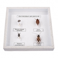 Коллекция энтомологическая "Насекомые вредители" - fgospostavki.ru - Рязань