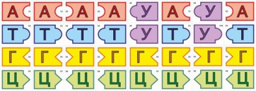 Модель-аппликация Удвоение ДНК и транскрипция РНК - fgospostavki.ru - Рязань