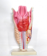 Модель "Гортань" - fgospostavki.ru - Рязань
