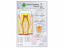 Электрифицированный стенд "Анатомия зуба" - fgospostavki.ru - Рязань