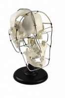 Кости черепа человека смонтированные - fgospostavki.ru - Рязань