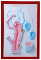 Барельефная модель "Строение гидры" - fgospostavki.ru - Рязань