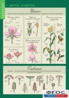 Комплект таблиц. Биология 6 класс. Растения, грибы, лишайники - fgospostavki.ru - Рязань