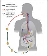 Модель-аппликация Цикл развития аскариды - fgospostavki.ru - Рязань