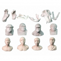 Набор моделей палеонтологических находок "Происхождение человека"	 - fgospostavki.ru - Рязань