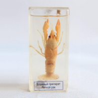 Влажный препарат "Рак речной" - fgospostavki.ru - Рязань