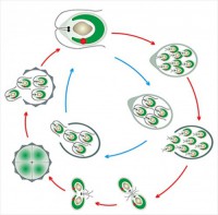Модель-аппликация Размножение одноклеточной водоросли - fgospostavki.ru - Рязань