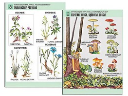 Комплект таблиц "Окружающий мир. Грибы. Растительный мир" (12 таблиц, А1, ламинированные) - fgospostavki.ru - Рязань
