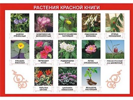 Таблица демонстрационная "Растения Красной книги" (винил 70*100) - fgospostavki.ru - Рязань