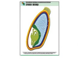 Рельефная таблица "Зерновка пшеницы" (формат А1, матовое ламинирование) - fgospostavki.ru - Рязань