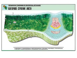 Рельефная таблица "Клеточное строение листа" (формат А1, матовое ламинирование) - fgospostavki.ru - Рязань