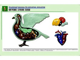 Рельефная таблица "Внутреннее строение голубя" (формат А1, матовое ламинирование) - fgospostavki.ru - Рязань