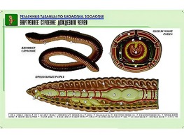 Рельефная таблица "Внутреннее строение дождевого червя" (формат А1, матовое ламинирование) - fgospostavki.ru - Рязань