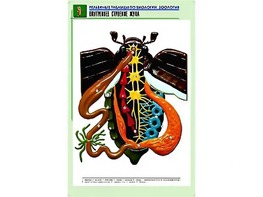 Рельефная таблица "Внутреннее строение жука" (формат А1, матовое ламинирование) - fgospostavki.ru - Рязань