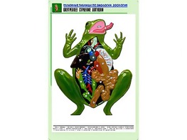 Рельефная таблица "Внутреннее строение лягушки" (формат А1, матовое ламинирование) - fgospostavki.ru - Рязань