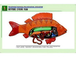 Рельефная таблица "Внутреннее строение рыбы" (формат А1, матовое ламинирование) - fgospostavki.ru - Рязань