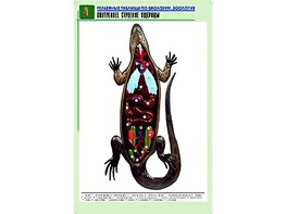 Рельефная таблица "Внутреннее строение ящерицы" (формат А1, матовое ламинирование) - fgospostavki.ru - Рязань