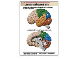 Рельефная таблица "Доли полушарий головного мозга" (формат А1, матовое ламинирование) - fgospostavki.ru - Рязань