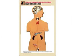 Рельефная таблица "Железы внутренней секреции" (формат А1, матовое ламинирование) - fgospostavki.ru - Рязань